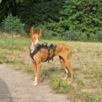 Podenco Manuela, 11/2022, ca. 55 cm, 88422 Kanzach