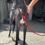 Galgo Manuela, 04/2024, ca. 65 cm