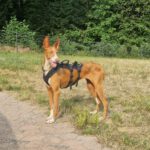 Podenco Manuela, 11/2022, ca. 55 cm, 88422 Kanzach