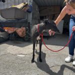 Galgo Manuela, 04/2024, ca. 65 cm