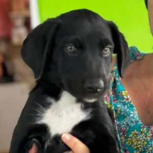 Labrador Mischling Maribel, 04/2026, Endgröße ca. 50 cm