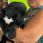 Labrador Mischling Maribel, 04/2026, Endgröße ca. 50 cm
