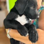 Labrador Mischling Maribel, 04/2026, Endgröße ca. 50 cm