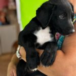 Labrador Mischling Maribel, 04/2026, Endgröße ca. 50 cm