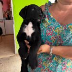 Labrador Mischling Maribel, 04/2026, Endgröße ca. 50 cm