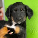 Labrador Mischling Marilyn, 04/2026, ca. 50 cm