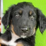 Labrador Mischling Marilyn, 04/2026, ca. 50 cm