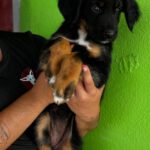 Labrador Mischling Marilyn, 04/2026, ca. 50 cm