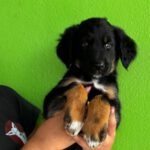 Labrador Mischling Marilyn, 04/2026, ca. 50 cm