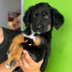 Labrador Mischling Marilyn, 04/2026, ca. 50 cm