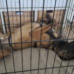 Malinois Mischling Marlon, 10/2024, ca. 65 cm