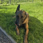 Malinois Mischling Marlon, 10/2024, ca. 65 cm