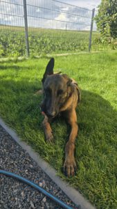Malinois Mischling Marlon, 10/2024, ca. 65 cm