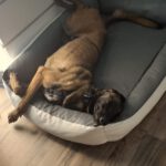 Malinois Mischling Marlon, 10/2024, ca. 65 cm
