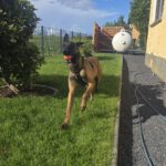 Malinois Mischling Marlon, 10/2024, ca. 65 cm
