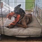 Malinois Mischling Marlon, 10/2024, ca. 65 cm