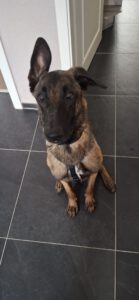 Malinois Mischling Marlon, 10/2024, ca. 65 cm