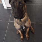 Malinois Mischling Marlon, 10/2024, ca. 65 cm