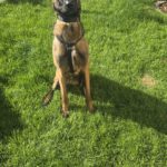 Malinois Mischling Marlon, 10/2024, ca. 65 cm