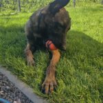 Malinois Mischling Marlon, 10/2024, ca. 65 cm