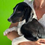 Podenco-Collie-Mischling Maya, 03/2026, Endgröße ca. 55 cm