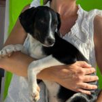 Podenco-Collie-Mischling Maya, 03/2026, Endgröße ca. 55 cm