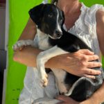 Podenco-Collie-Mischling Maya, 03/2026, Endgröße ca. 55 cm