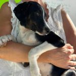 Podenco-Collie-Mischling Maya, 03/2026, Endgröße ca. 55 cm