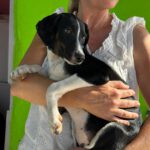 Podenco-Collie-Mischling Maya, 03/2026, Endgröße ca. 55 cm