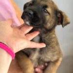 Malinois Mischling Melon, 03/2026, Endgröße ca. 50- 60 cm