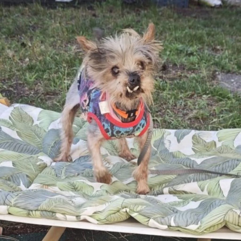 Yorkshire Terrier Miki, 05/2014, ca. 25 cm, 13507 Berlin