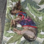 Yorkshire Terrier Miki, 05/2014, ca. 25 cm, 13507 Berlin