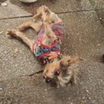 Yorkshire Terrier Miki, 05/2014, ca. 25 cm, 13507 Berlin