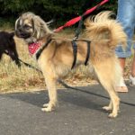 Pekinesen Mischling Milka, 10/2022, ca. 40 cm, 57635 Hirz- Maulsbach