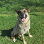 Schäferhund Mischling Moana, 01/2024, ca. 65 cm