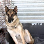Schäferhund Mischling Moana, 01/2024, ca. 65 cm