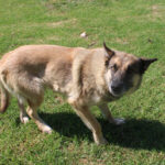 Schäferhund Mischling Moana, 01/2024, ca. 65 cm