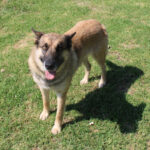 Schäferhund Mischling Moana, 01/2024, ca. 65 cm