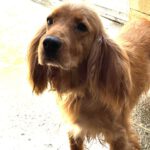 Cocker Spaniel Mosca, 01/2022, ca. 35 cm