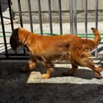 Cocker Spaniel Mosca, 01/2022, ca. 35 cm