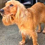 Cocker Spaniel Mosca, 01/2022, ca. 35 cm
