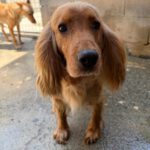 Cocker Spaniel Mosca, 01/2022, ca. 35 cm