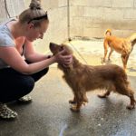 Cocker Spaniel Mosca, 01/2022, ca. 35 cm