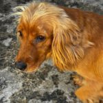 Cocker Spaniel Mosca, 01/2022, ca. 35 cm