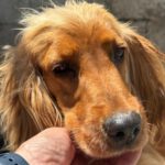 Cocker Spaniel Mosca, 01/2022, ca. 35 cm