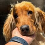 Cocker Spaniel Mosca, 01/2022, ca. 35 cm