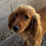 Cocker Spaniel Mosca, 01/2022, ca. 35 cm