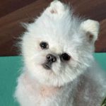 Pomeranian Muñeco, 09/2021, ca. 25 cm, 90542 Ecketal