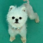 Pomeranian Muñeco, 09/2021, ca. 25 cm, 90542 Ecketal