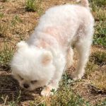 Pomeranian Muñeco, 09/2021, ca. 25 cm, 90542 Ecketal
